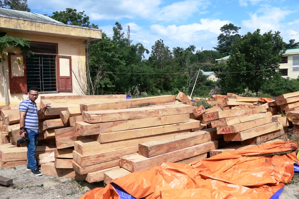 Thị trường gỗ pơ mu việt nam