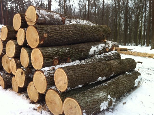 Gỗ căm xe là gì ?