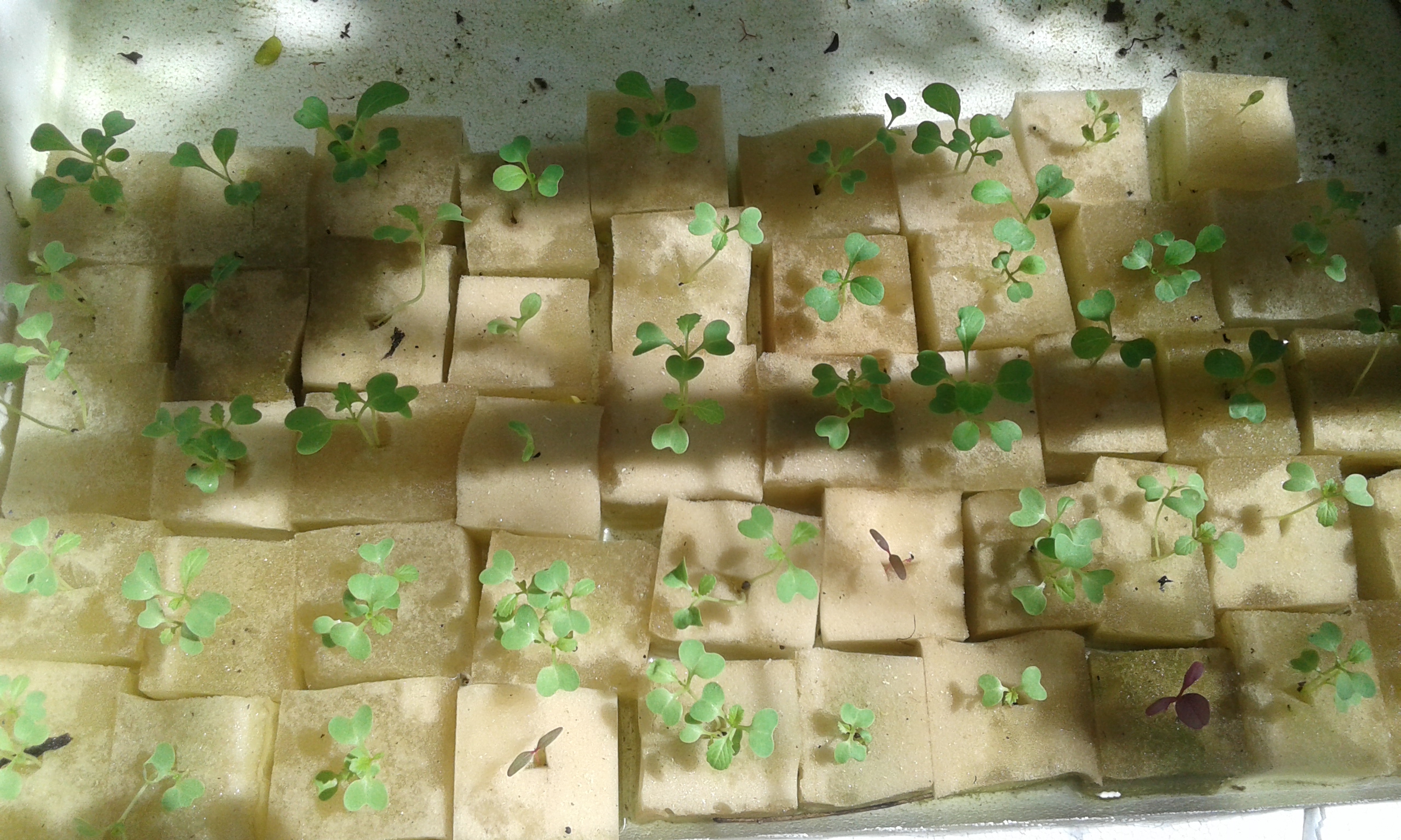 Tại sao lại sử dụng bông khoáng rock wool để trồng cây xanh